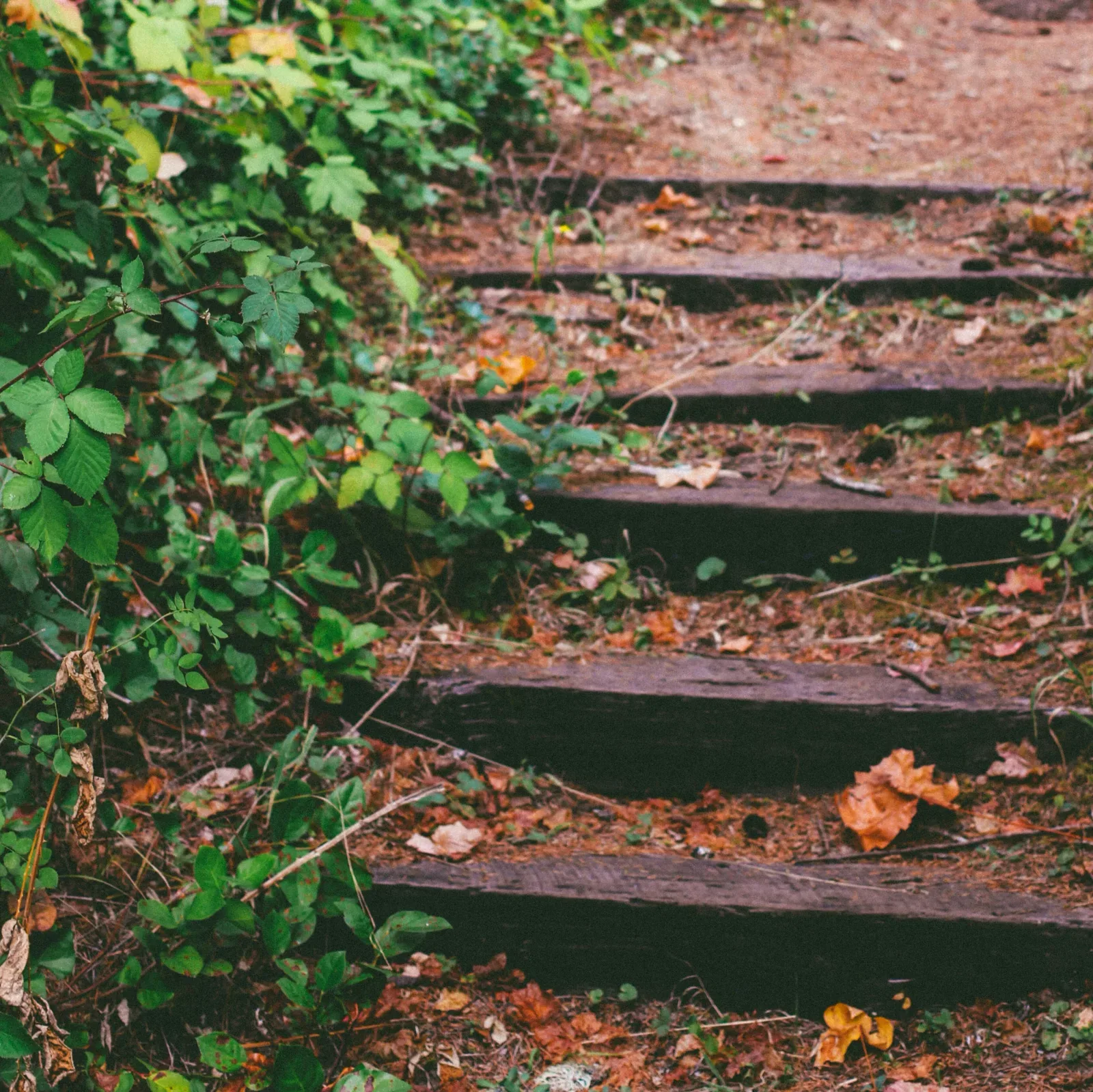 Photographie réalisée par Eric Muhr sur Unsplash, représentant un chemin non débroussaillé.
